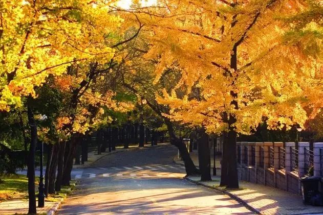 青岛八大关枫叶,青岛听劝版攻略