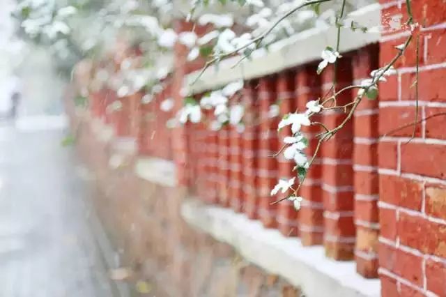 青岛八大关枫叶,青岛听劝版攻略