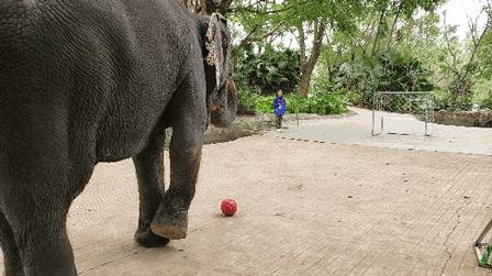 猪猪侠进入熊出没世界,猪猪侠限量金猪
