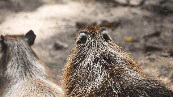 猪猪侠进入熊出没世界,猪猪侠限量金猪