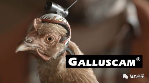 鸡头上装摄像头拍摄,鸡头摄像头拍摄视频