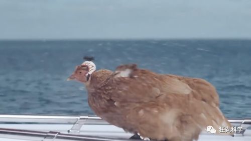 鸡头上装摄像头拍摄,鸡头摄像头拍摄视频