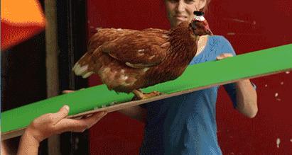 鸡头上装摄像头拍摄,鸡头摄像头拍摄视频