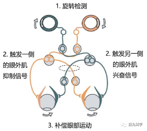 鸡头上装摄像头拍摄,鸡头摄像头拍摄视频