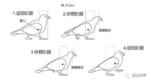 鸡头上装摄像头拍摄,鸡头摄像头拍摄视频