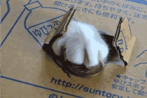 猫:为什么大家都来抢我的jio杯