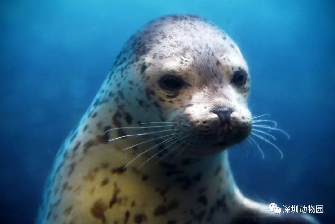 猪猪侠进入熊出没世界,猪猪侠限量金猪