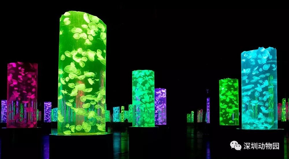 猪猪侠进入熊出没世界,猪猪侠限量金猪