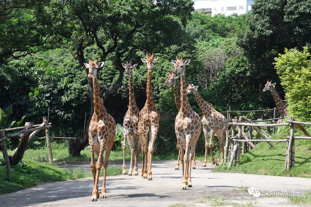 猪猪侠进入熊出没世界,猪猪侠限量金猪