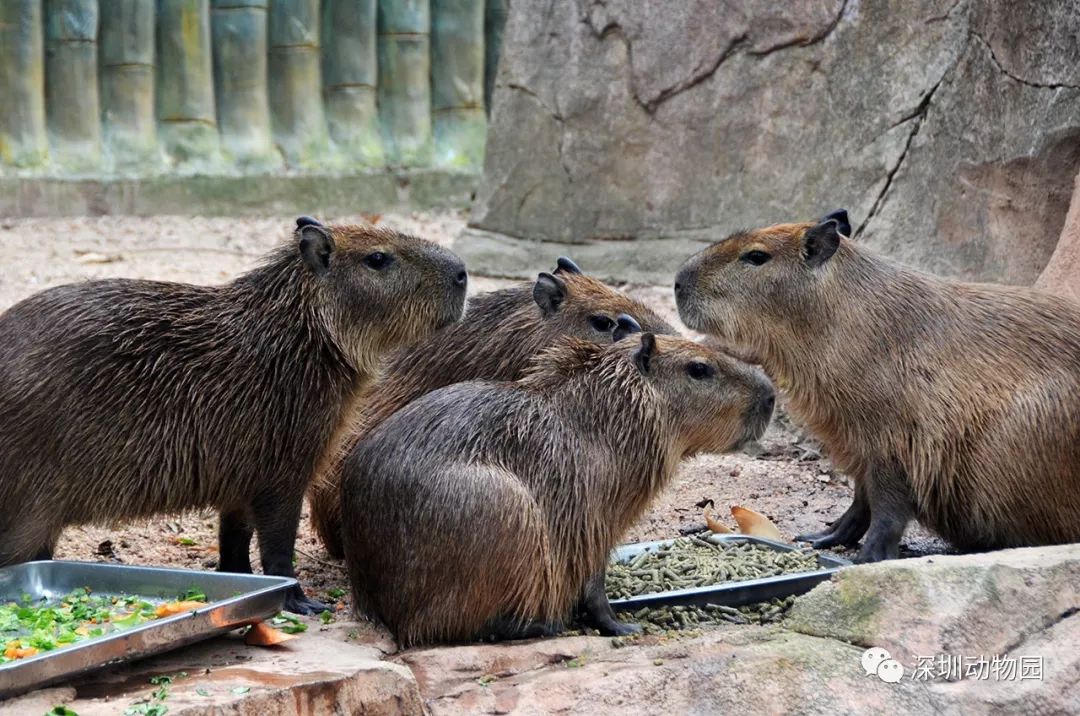 猪猪侠进入熊出没世界,猪猪侠限量金猪