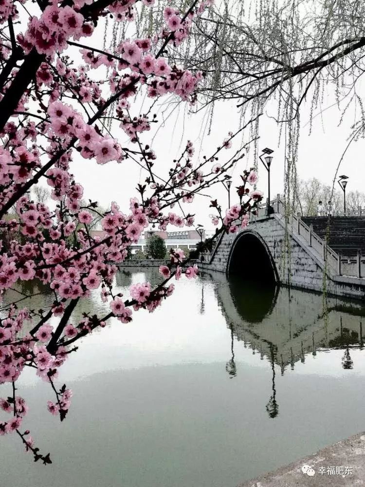 逐梦而来！咱肥东的这所学校办学18年，教育教学成果喜人！