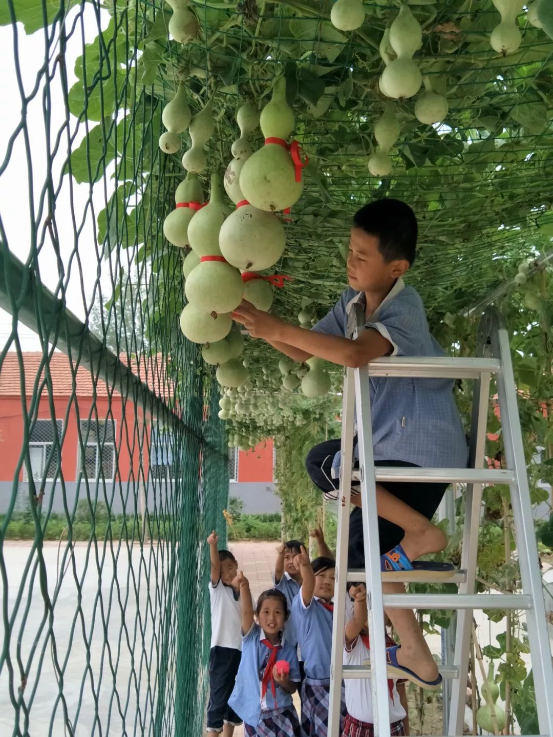 农村娃的快乐王国——郓城黄岗小学“田园课程”魅力何在？
