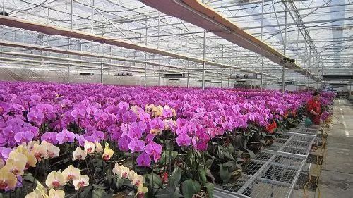 “央媒看淮阴”系列报道之六｜“三化”并举走出淮安市淮阴区现代农业高质量发展新路径