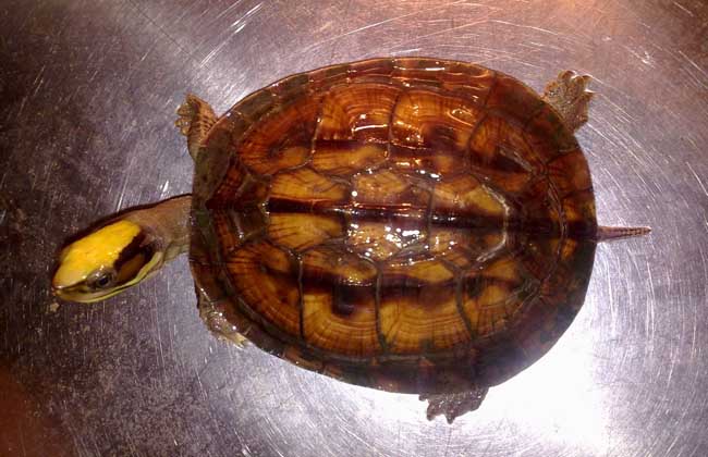 海南小金钱龟50克价格,金钱龟价格最新行情