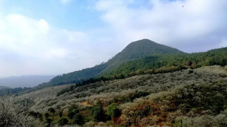 梁化梅园梅花开了吗,梁化梅园梅花观赏最佳时间