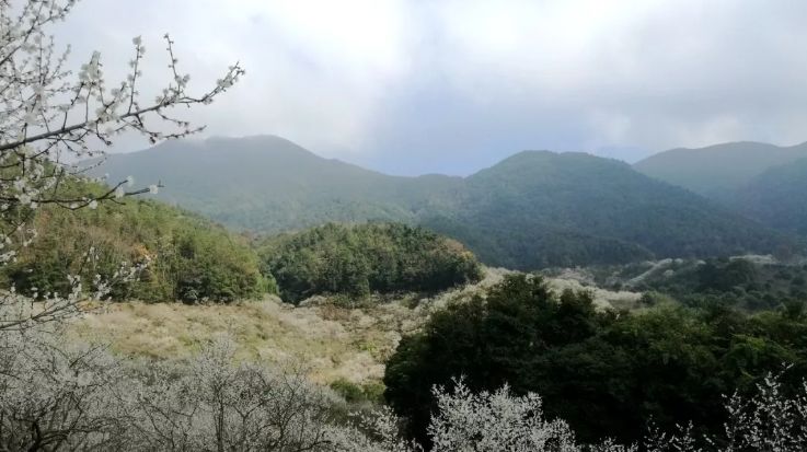 梁化梅园梅花开了吗,梁化梅园梅花观赏最佳时间