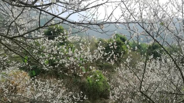 梁化梅园梅花开了吗,梁化梅园梅花观赏最佳时间