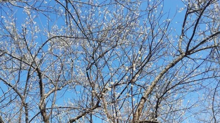 梁化梅园梅花开了吗,梁化梅园梅花观赏最佳时间