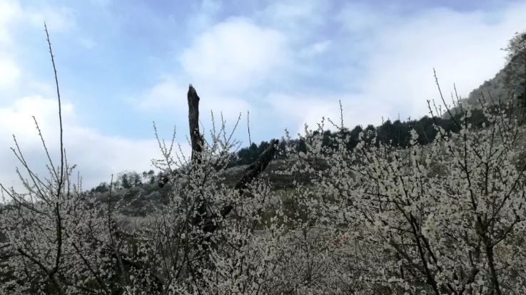 梁化梅园梅花开了吗,梁化梅园梅花观赏最佳时间