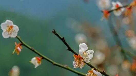 梁化梅园梅花开了吗,梁化梅园梅花观赏最佳时间