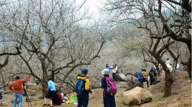 梁化梅园梅花开了吗,梁化梅园梅花观赏最佳时间