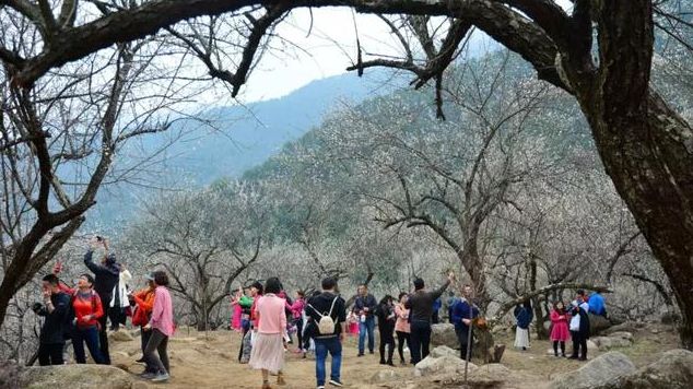 梁化梅园梅花开了吗,梁化梅园梅花观赏最佳时间