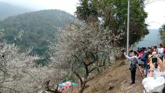梁化梅园梅花开了吗,梁化梅园梅花观赏最佳时间