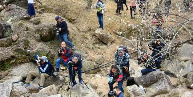 梁化梅园梅花开了吗,梁化梅园梅花观赏最佳时间