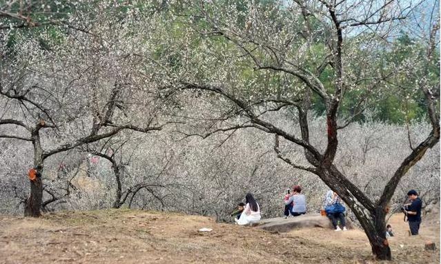 梁化梅园梅花开了吗,梁化梅园梅花观赏最佳时间