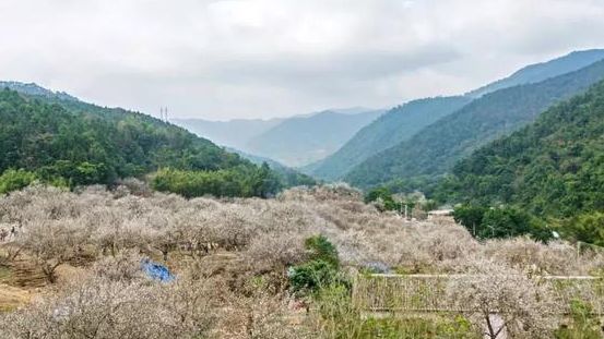 梁化梅园梅花开了吗,梁化梅园梅花观赏最佳时间