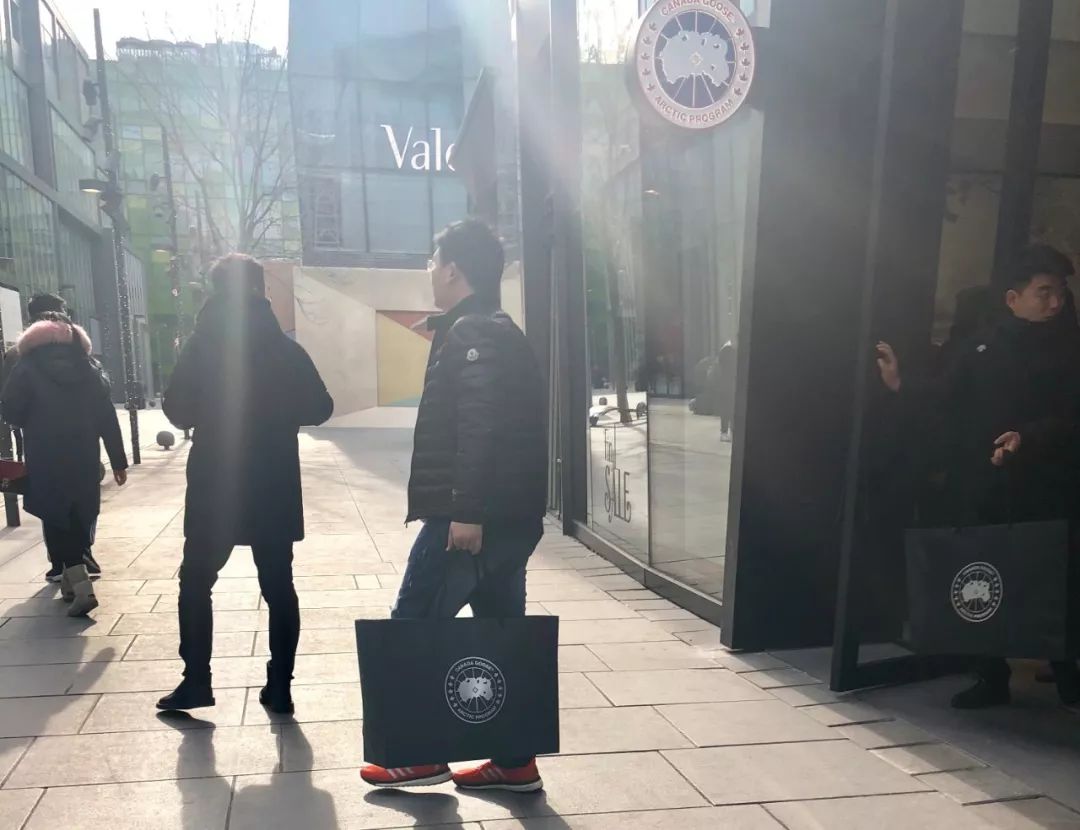 加拿大鹅遍布大街小巷,加拿大鹅北京街