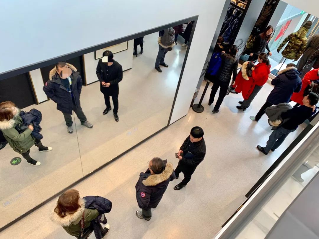 加拿大鹅遍布大街小巷,加拿大鹅北京街