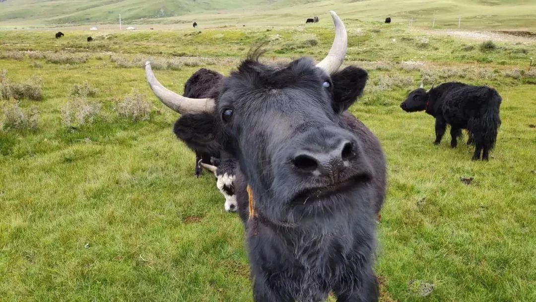 云南旅游全攻略自由行先去哪 (云南旅游自由行省钱攻略)