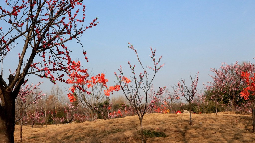 鄢陵中原花木博览会门票,鄢陵中原花木博览园电话