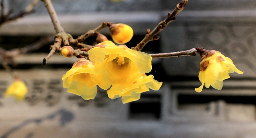 鄢陵中原花木博览会门票,鄢陵中原花木博览园电话