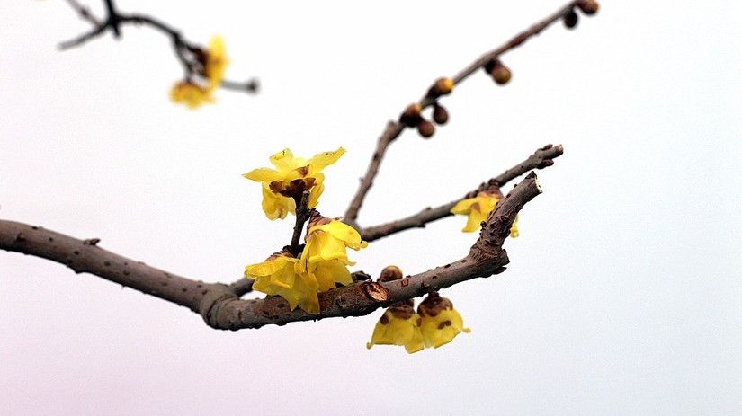 鄢陵中原花木博览会门票,鄢陵中原花木博览园电话