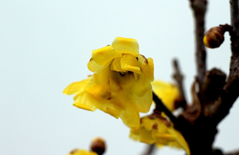 鄢陵中原花木博览会门票,鄢陵中原花木博览园电话