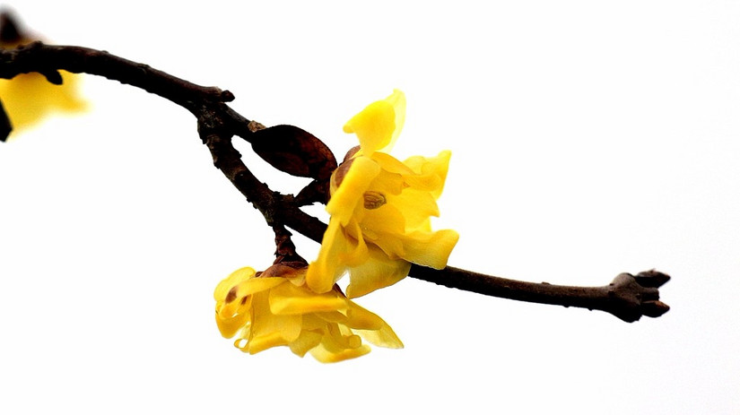 鄢陵中原花木博览会门票,鄢陵中原花木博览园电话