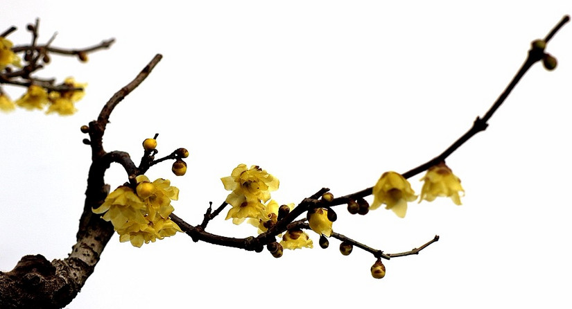 鄢陵中原花木博览会门票,鄢陵中原花木博览园电话