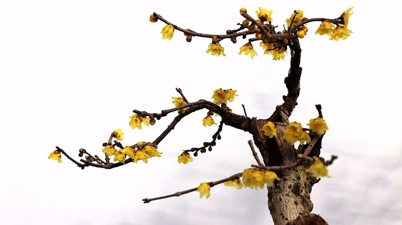 鄢陵中原花木博览会门票,鄢陵中原花木博览园电话