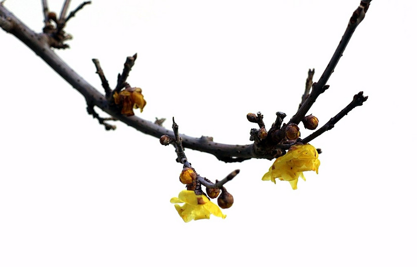 鄢陵中原花木博览会门票,鄢陵中原花木博览园电话