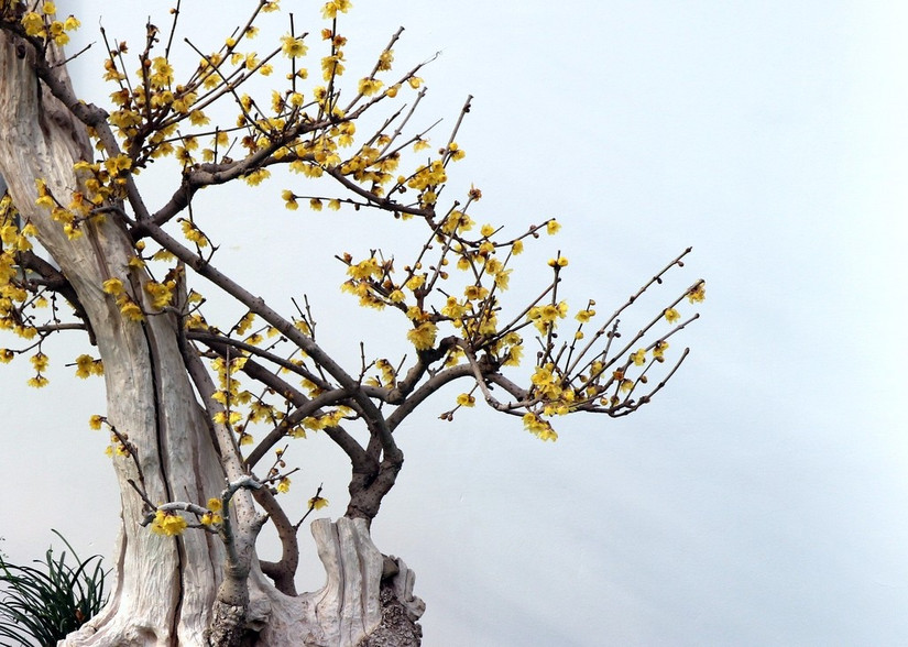 鄢陵中原花木博览会门票,鄢陵中原花木博览园电话