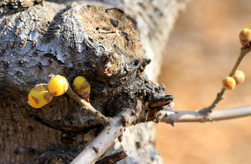 鄢陵中原花木博览会门票,鄢陵中原花木博览园电话