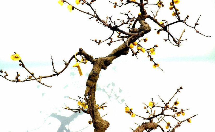 鄢陵中原花木博览会门票,鄢陵中原花木博览园电话