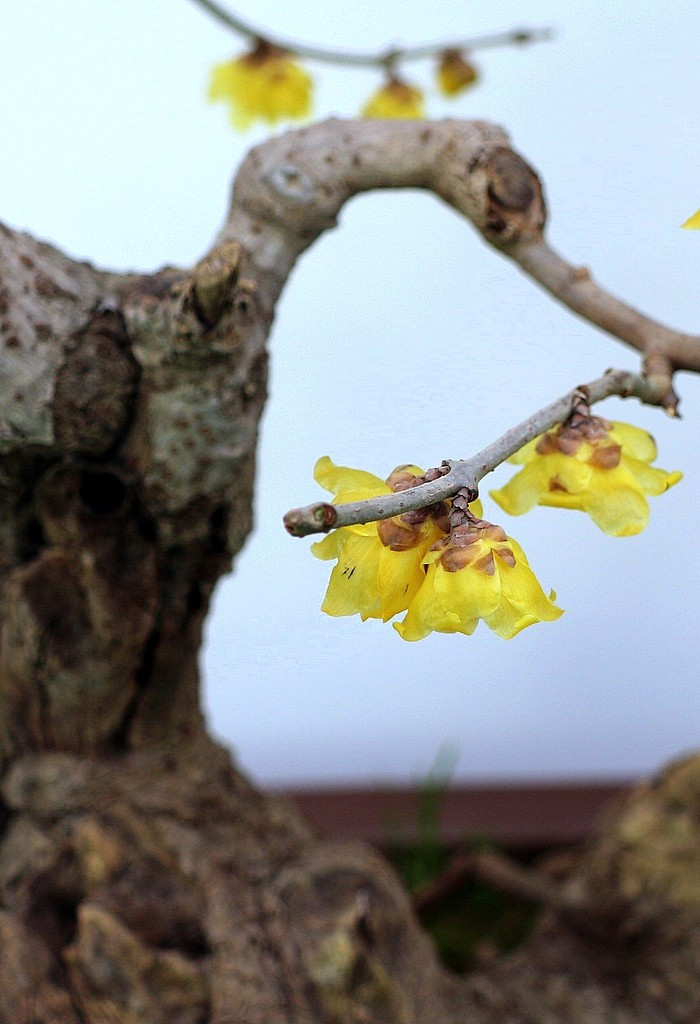 鄢陵中原花木博览会门票,鄢陵中原花木博览园电话