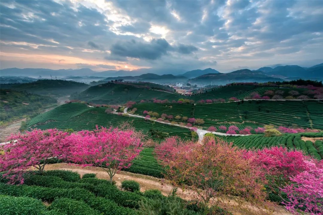 2月赏花好去处,油菜花4-5月旅游区域推荐