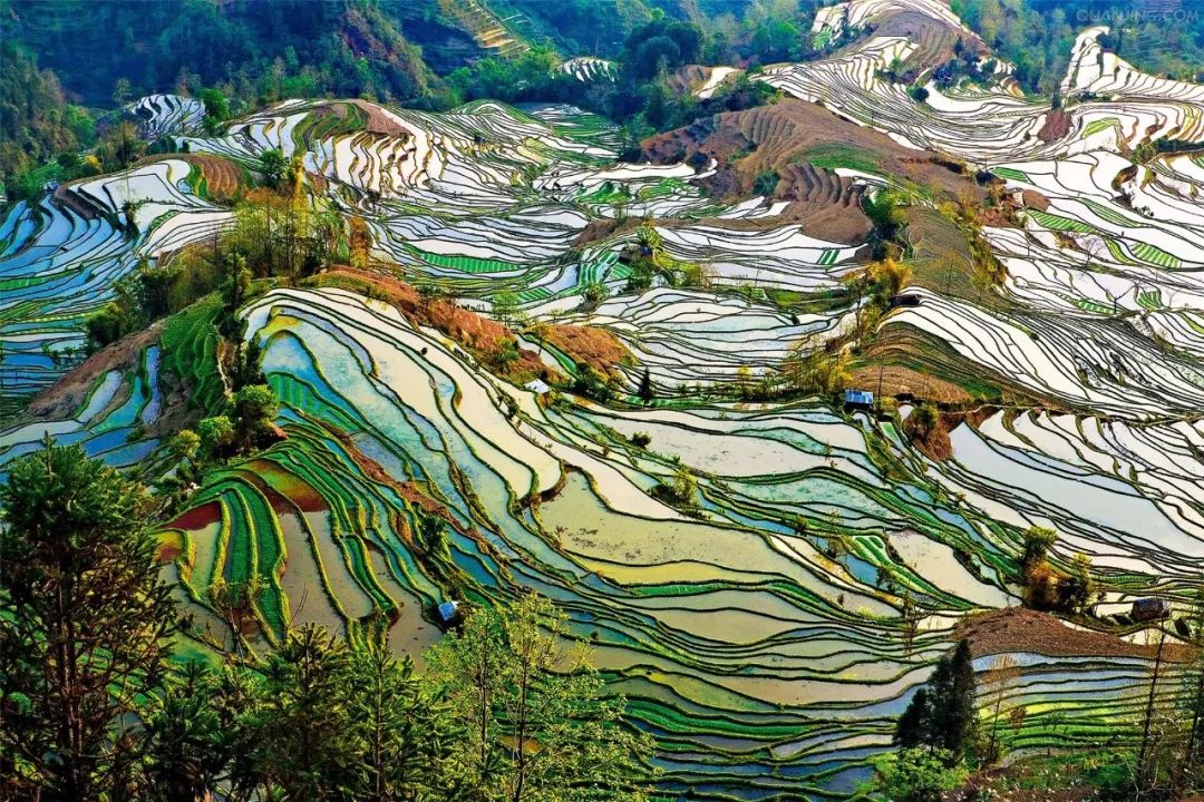 2月赏花好去处,油菜花4-5月旅游区域推荐