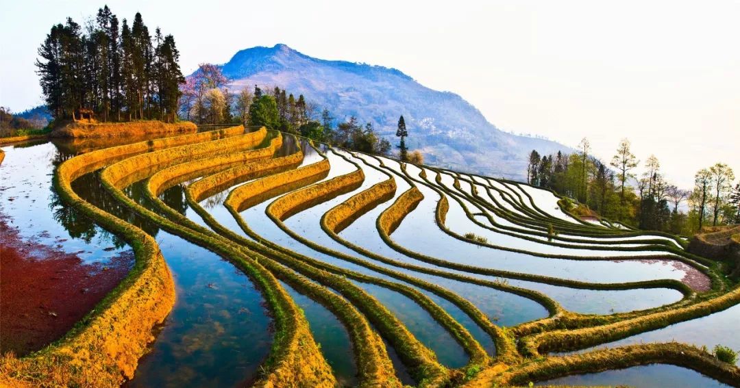 2月赏花好去处,油菜花4-5月旅游区域推荐