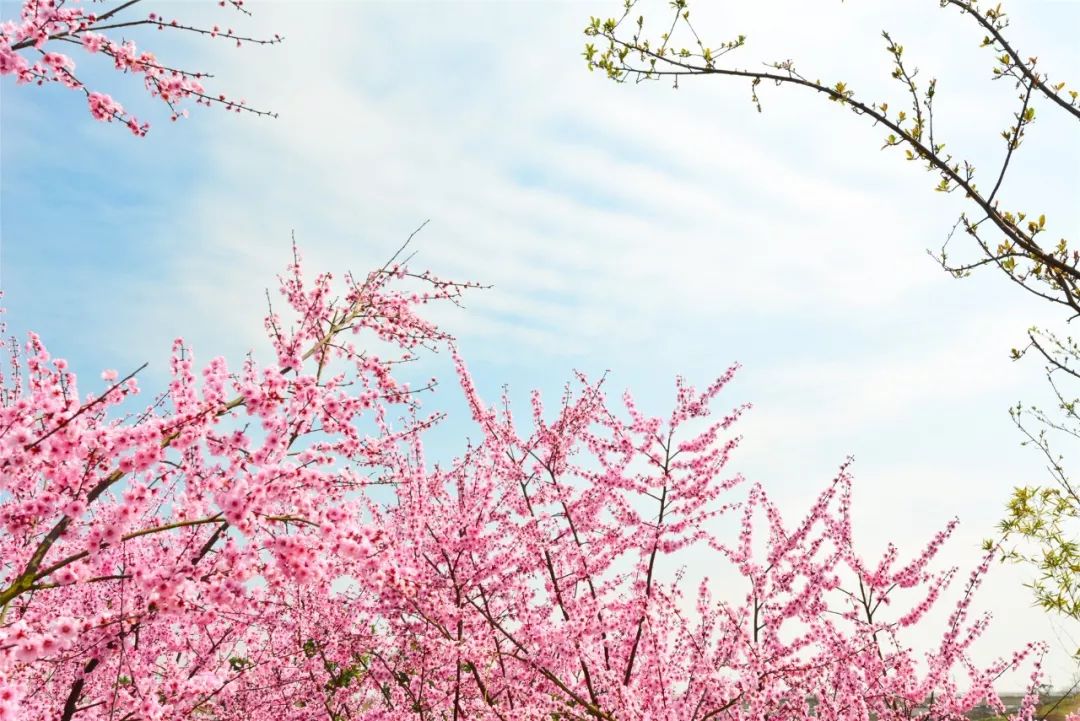 2月赏花好去处,油菜花4-5月旅游区域推荐