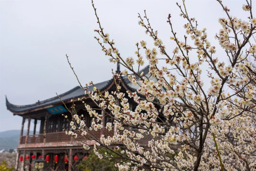 2月赏花好去处,油菜花4-5月旅游区域推荐